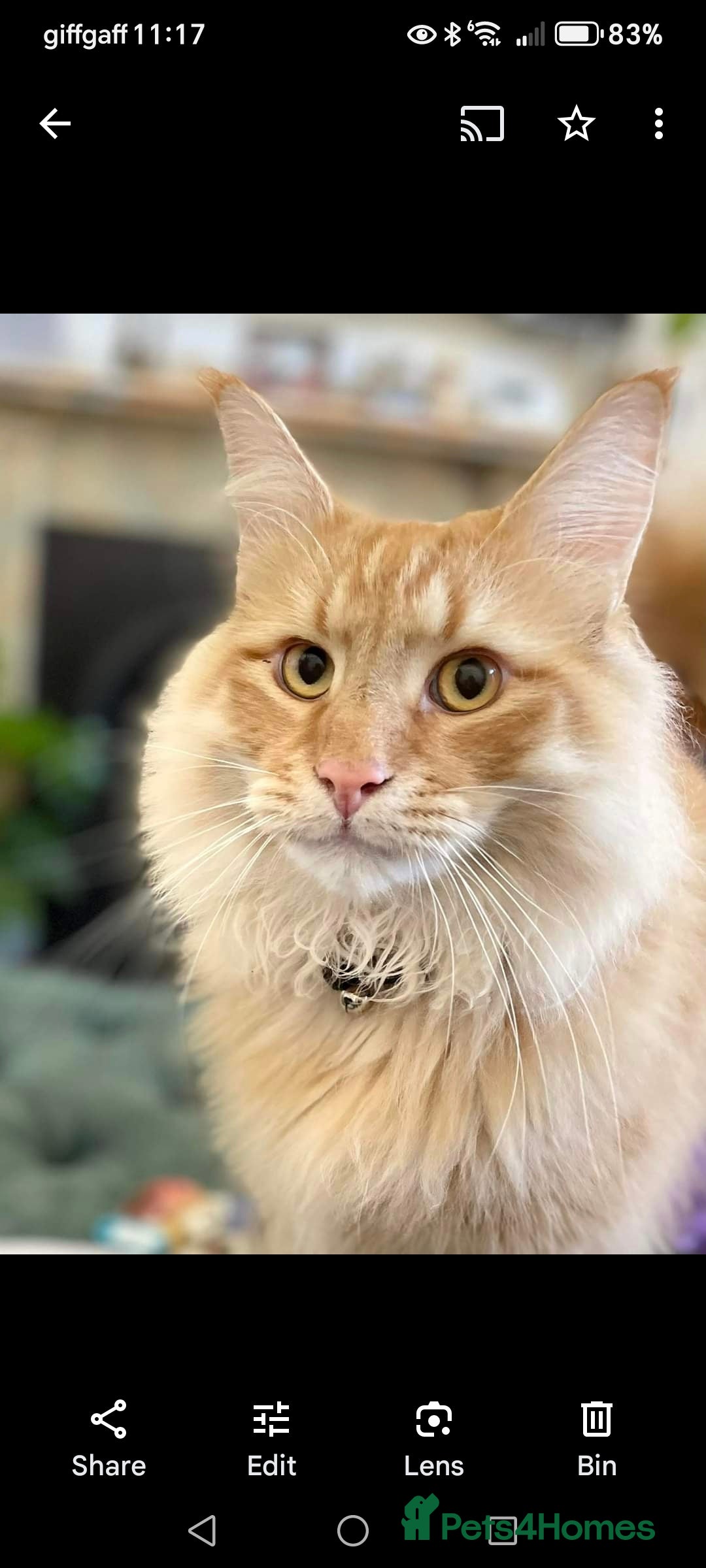 Norwegian Forest Cat cats for sale: Stunning Norwegian Forest Cat - Image 1