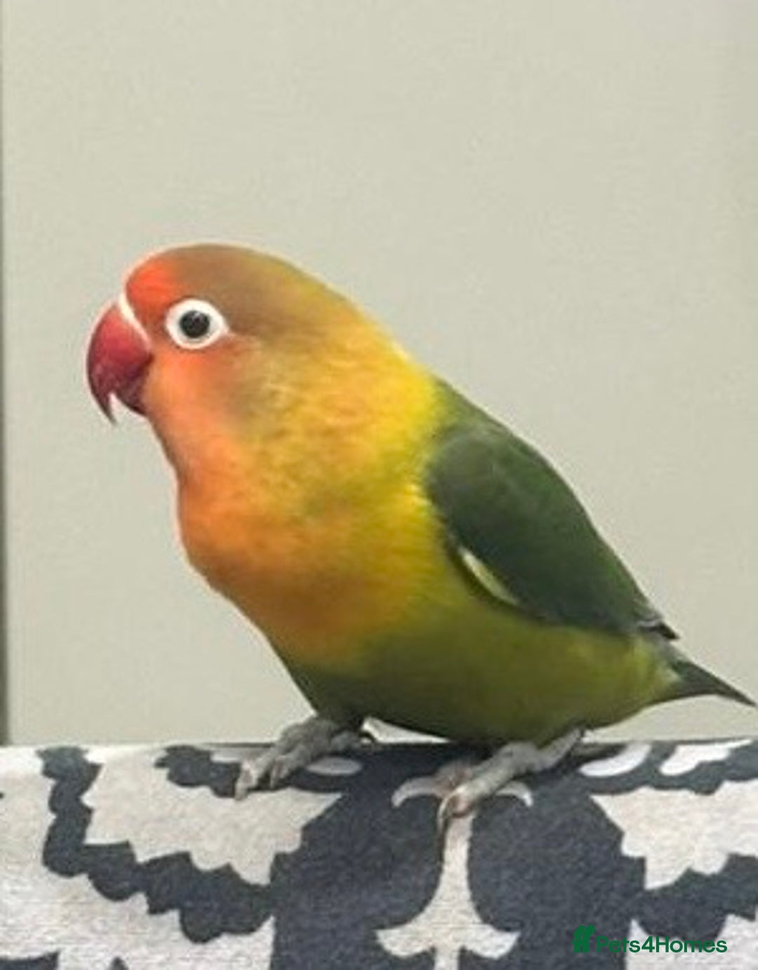 Lovebirds birds for sale: Baby hand reared Lovebird (mixed colours)  - Image 4