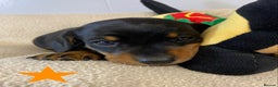 Miniature Dachshund dogs for sale: Miniature Smooth Dachshund Boy Puppies  - Advert 3