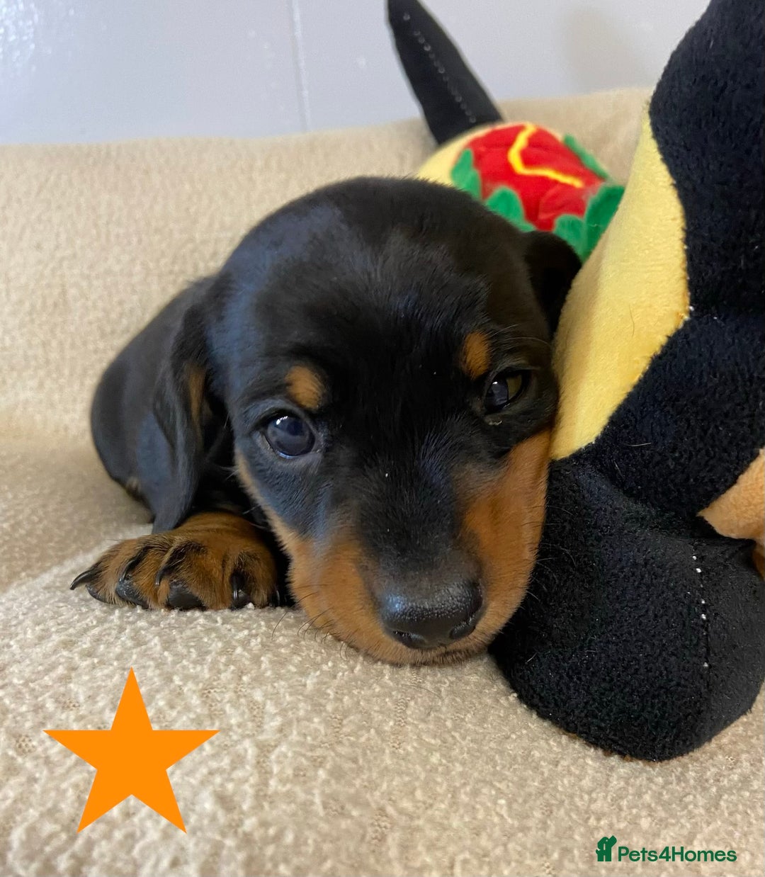 Miniature Dachshund dogs for sale: Miniature Smooth Dachshund Boy Puppies  - Advert 3