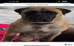 Bullmastiff dogs for sale: Beautiful Pedigree Puppies - Image 1