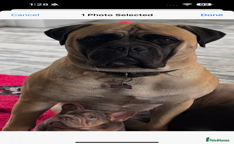 Bullmastiff dogs - Advert 2