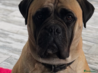 Bullmastiff dogs for sale - Advert 1