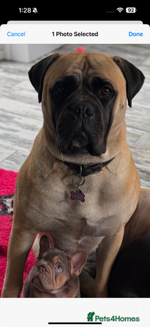 Bullmastiff dogs - Advert 2