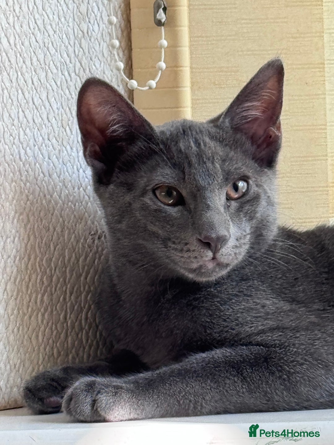 Oriental cats for sale: Ready now! Beautiful oriental mix kittens  - Image 18