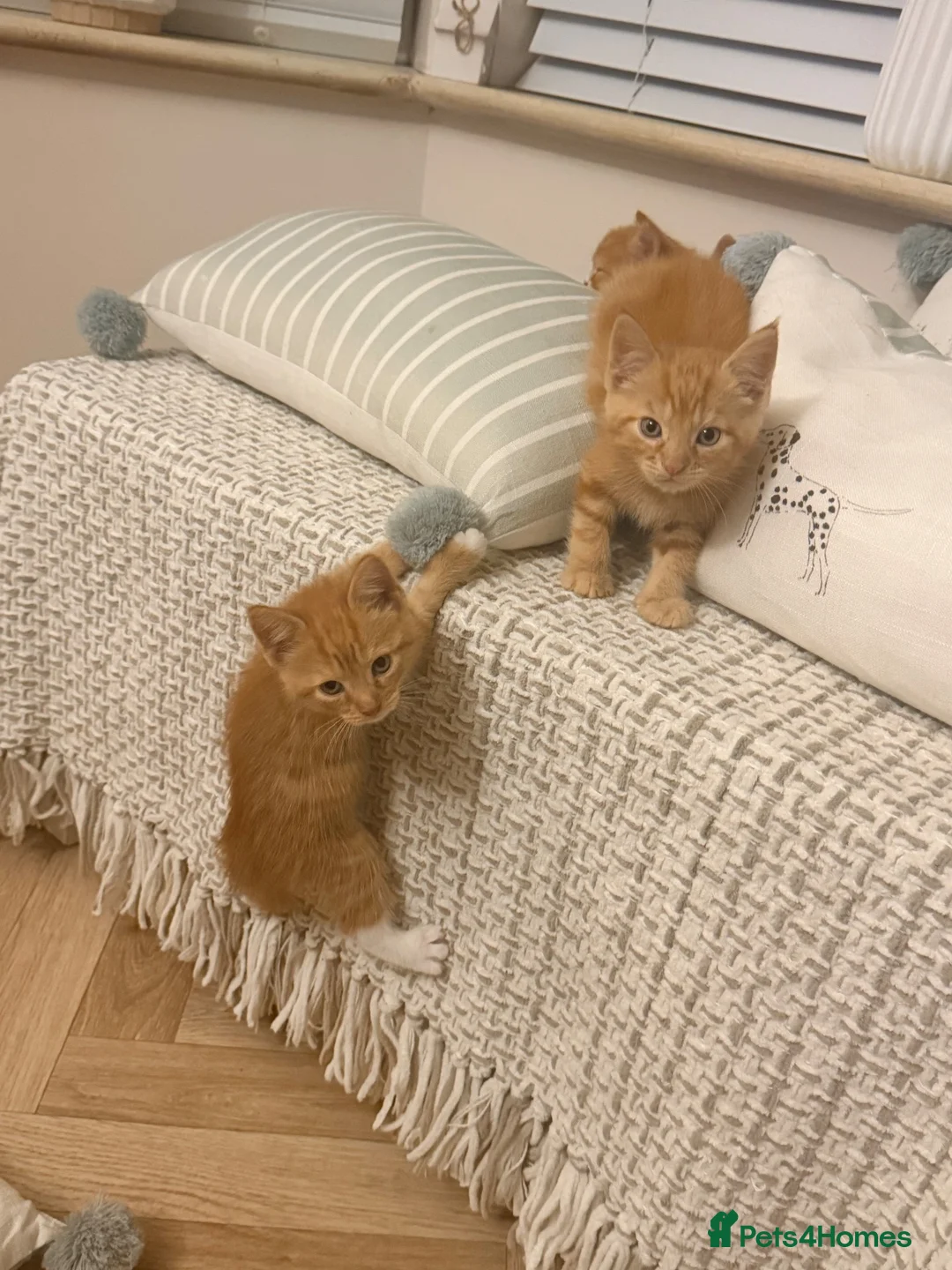 Mixed Breed cats for sale: 7 FLUFFY GINGER KITTENS LOOKING FOR LOVING HOMES in Saint Austell - Advert 2