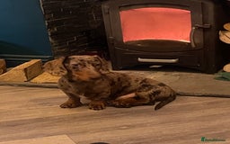 Miniature Dachshund dogs for sale: Miniature dachshund  - Image 4