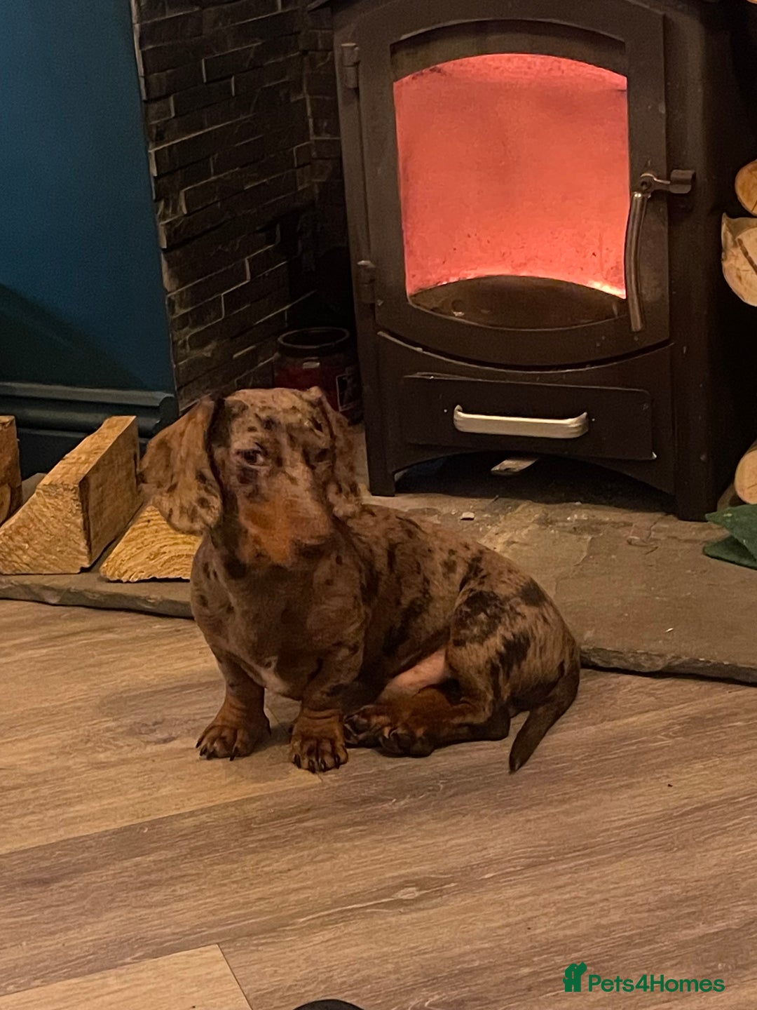 Miniature Dachshund dogs for sale: Miniature dachshund  - Image 4