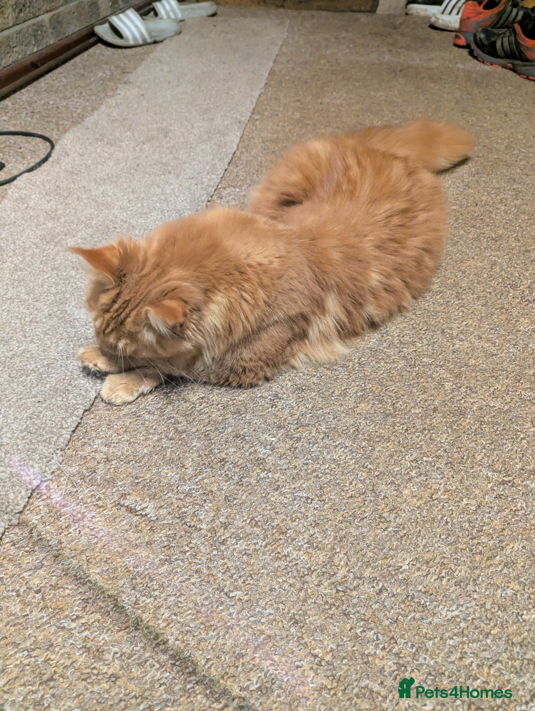 Maine Coon cats for sale: Maine coon  - Advert 4