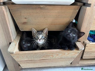 British Shorthair cats - Advert 32