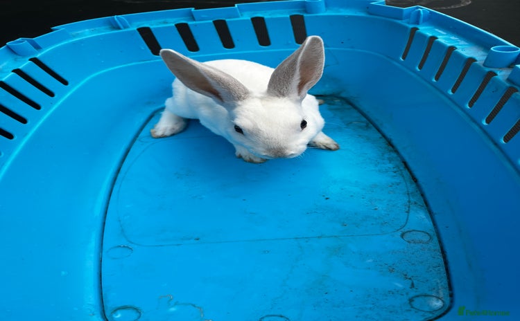 Rex rabbits - Advert 2