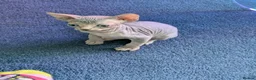 Sphynx cats for sale: For sale two adorable sphynx kittens,  - Advert 3
