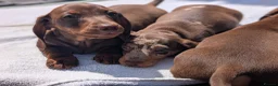 Miniature Dachshund dogs for sale: 🐾 Beautiful Miniature Dachshund Puppies 🐾 - Advert 2