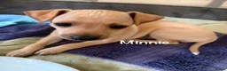 Italian Greyhound dogs for sale: Italian Greyhound pups  in Sutton-in-Ashfield - Advert 10