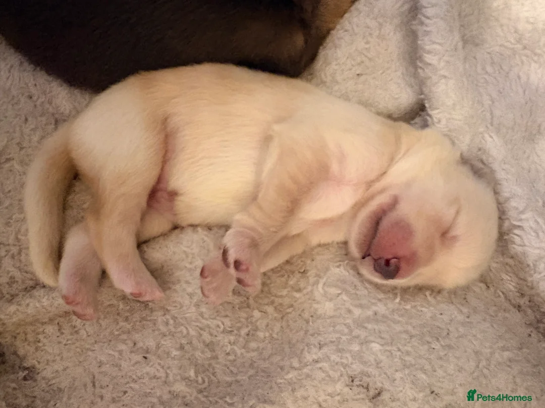 Mixed Breed dogs for sale: German Shepherd X Alaskan Shepherd  - Advert 15