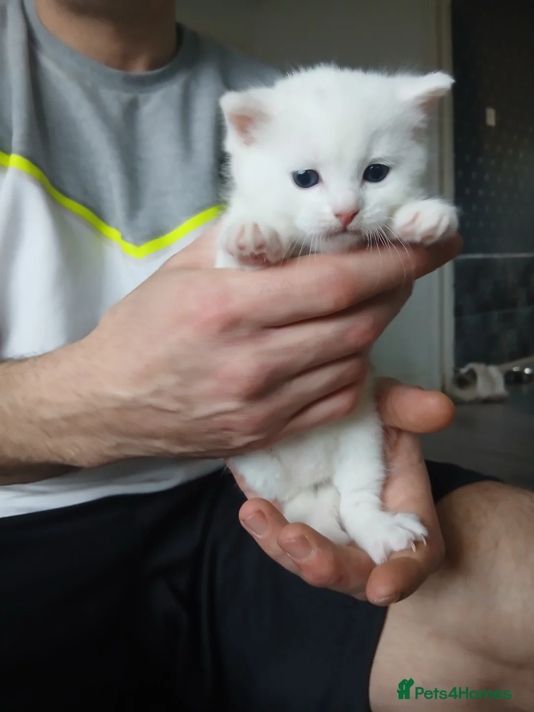 Mixed Breed cats for sale: Beautiful kittens - Advert 2