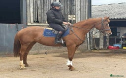 Hanoverian horses for sale: Dee - Registered Hanoverian Showstopper  - Image 2