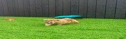 Chow Chow dogs for sale: Stunning exotic colour chowski puppies for sale  - Advert 29