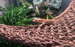 Gecko reptiles for sale: 2 baby crested geckos in Dunmow - Image 5