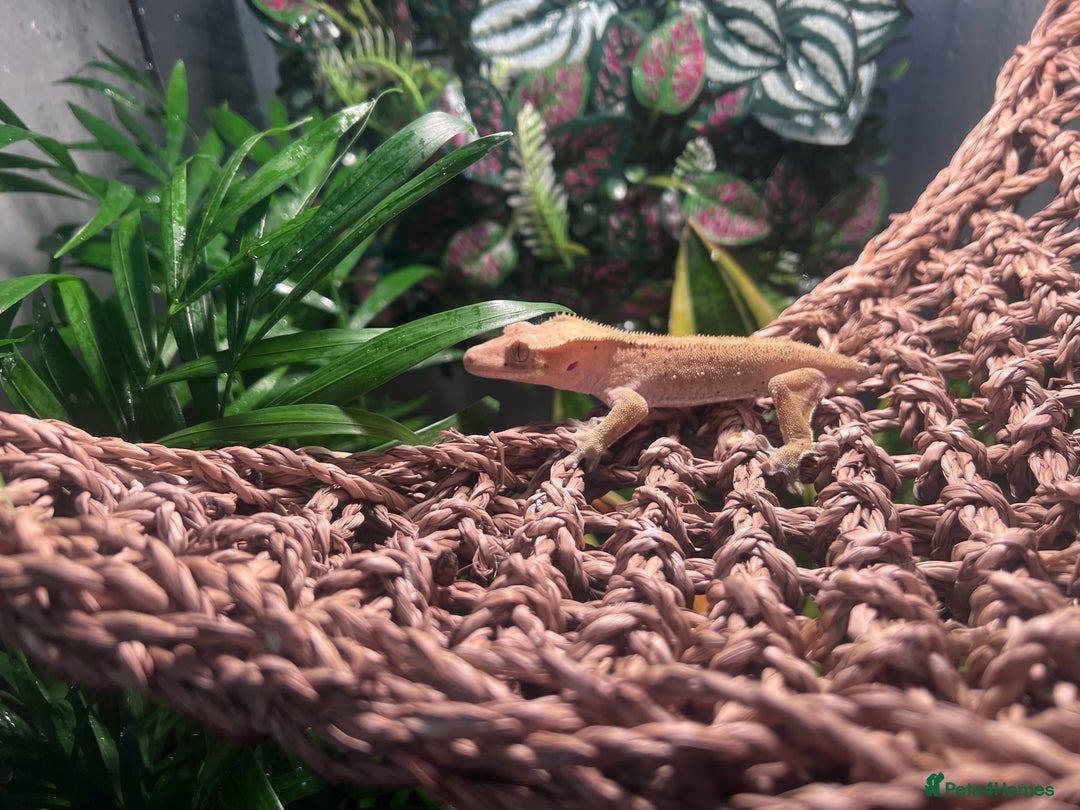 Gecko reptiles for sale: 2 baby crested geckos in Dunmow - Image 5