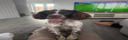 English Springer Spaniel dogs for stud: KC registered English Springer spaniel for stud - Advert 3