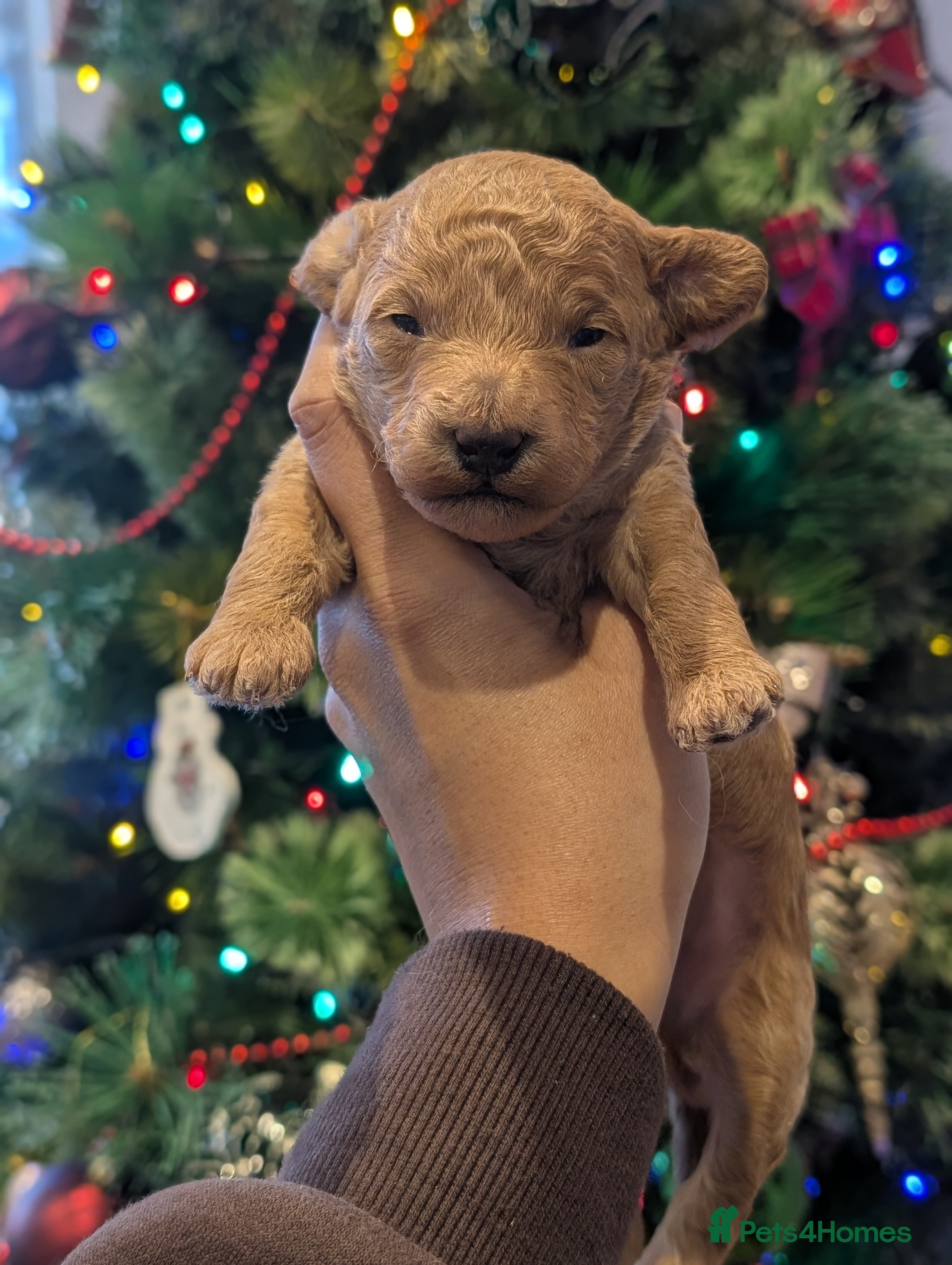 Cockapoo dogs Miniature Cockapoo Puppies  - Advert 8