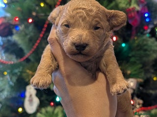 Cockapoo dogs Miniature Cockapoo Puppies - Advert 16