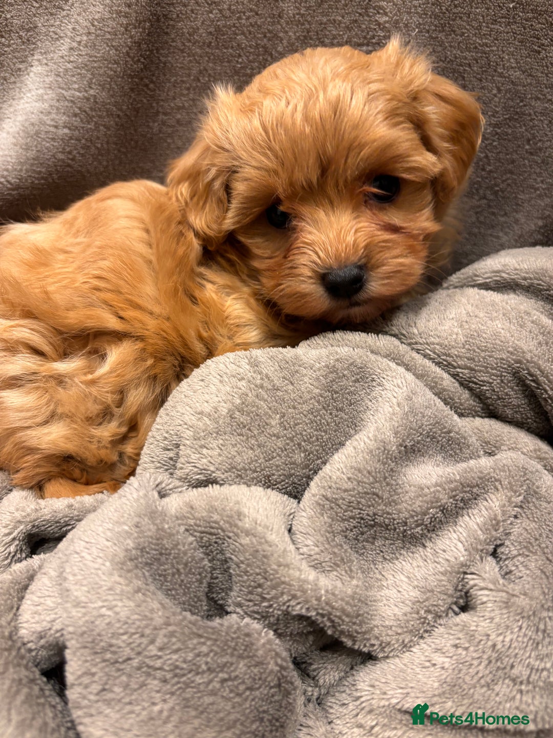 Maltipoo dogs for sale: TINY F1 Fully health tested Girls - Advert 6