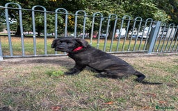 Mixed Breed dogs for sale: Cosmo is 15weeks old - Image 6