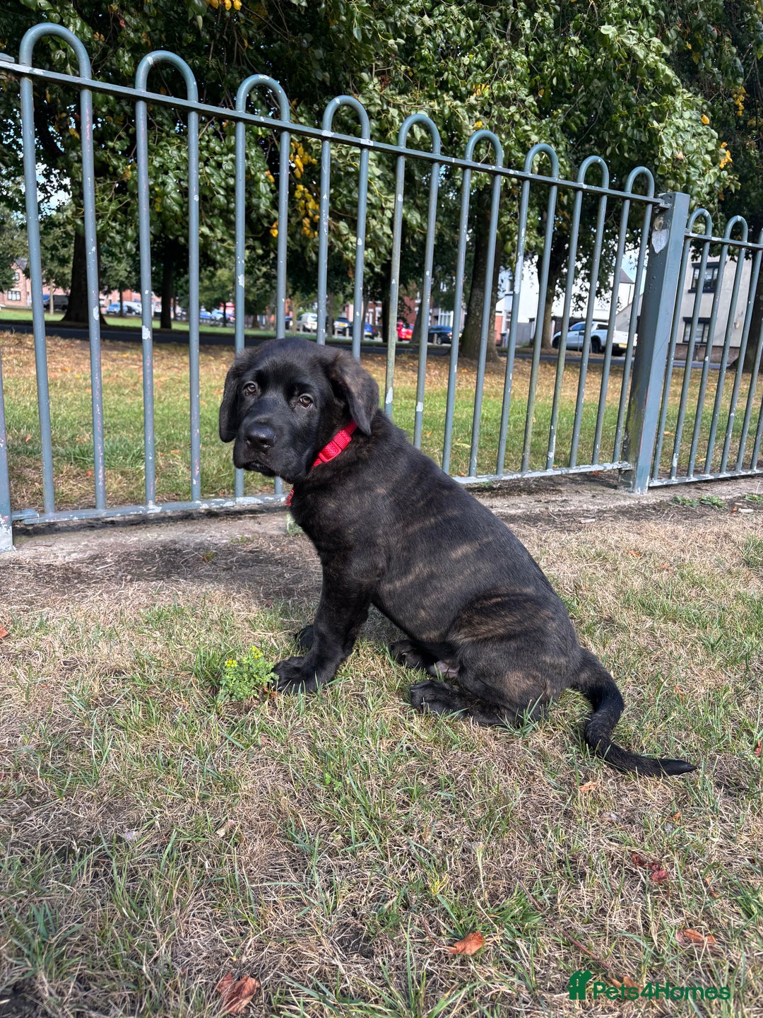 Mixed Breed dogs for sale: Cosmo is 15weeks old - Image 6