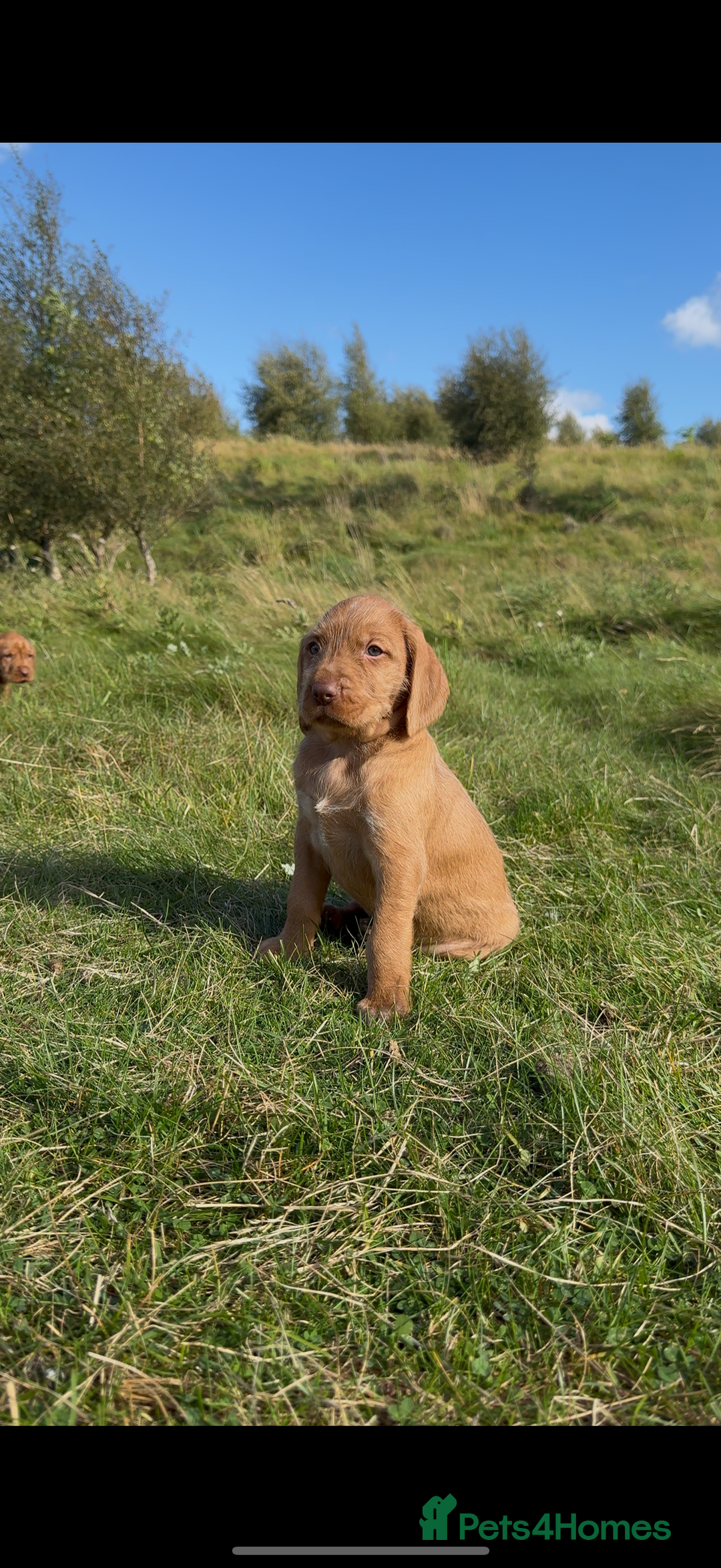 Hungarian Vizsla dogs for sale: Wirehaired Vizsla’s - Image 35