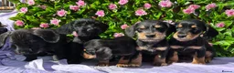 Doxiepoo dogs for sale: SCHNOXIES F1 EXTENSIVEY HEALTH TESTED - Advert 8