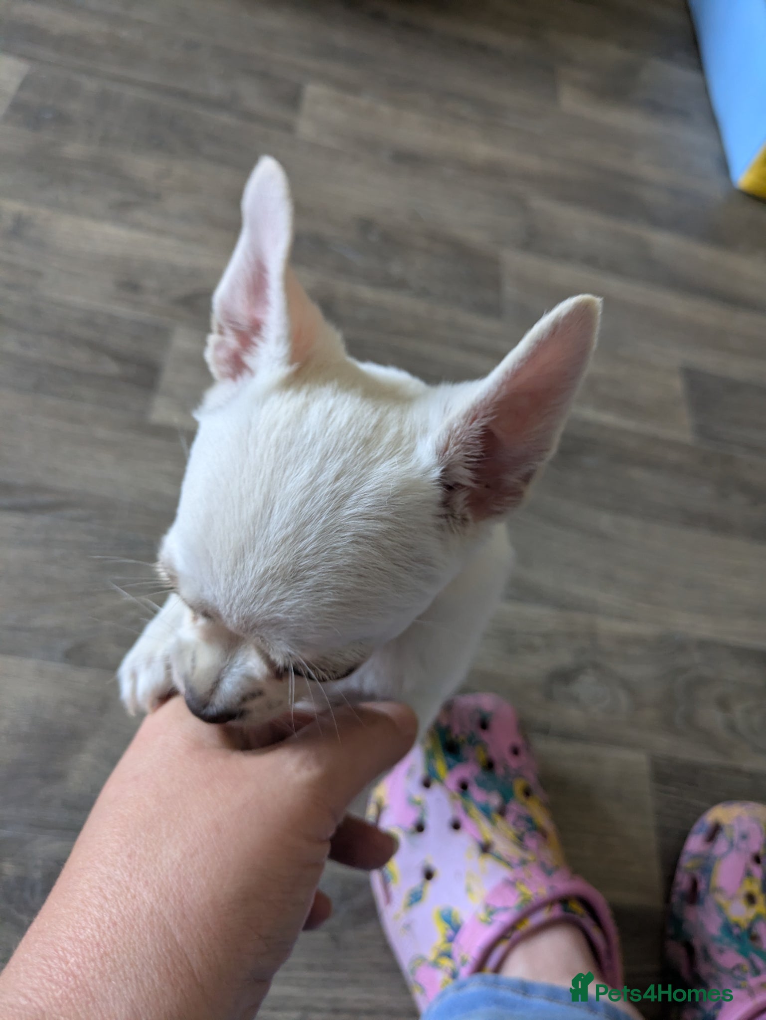 Chihuahua dogs Superb pedigree toy chihuahua - Advert 2
