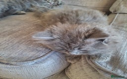 British Longhair cats for sale: 5 x beautiful BLH kittens for sale - Advert 16