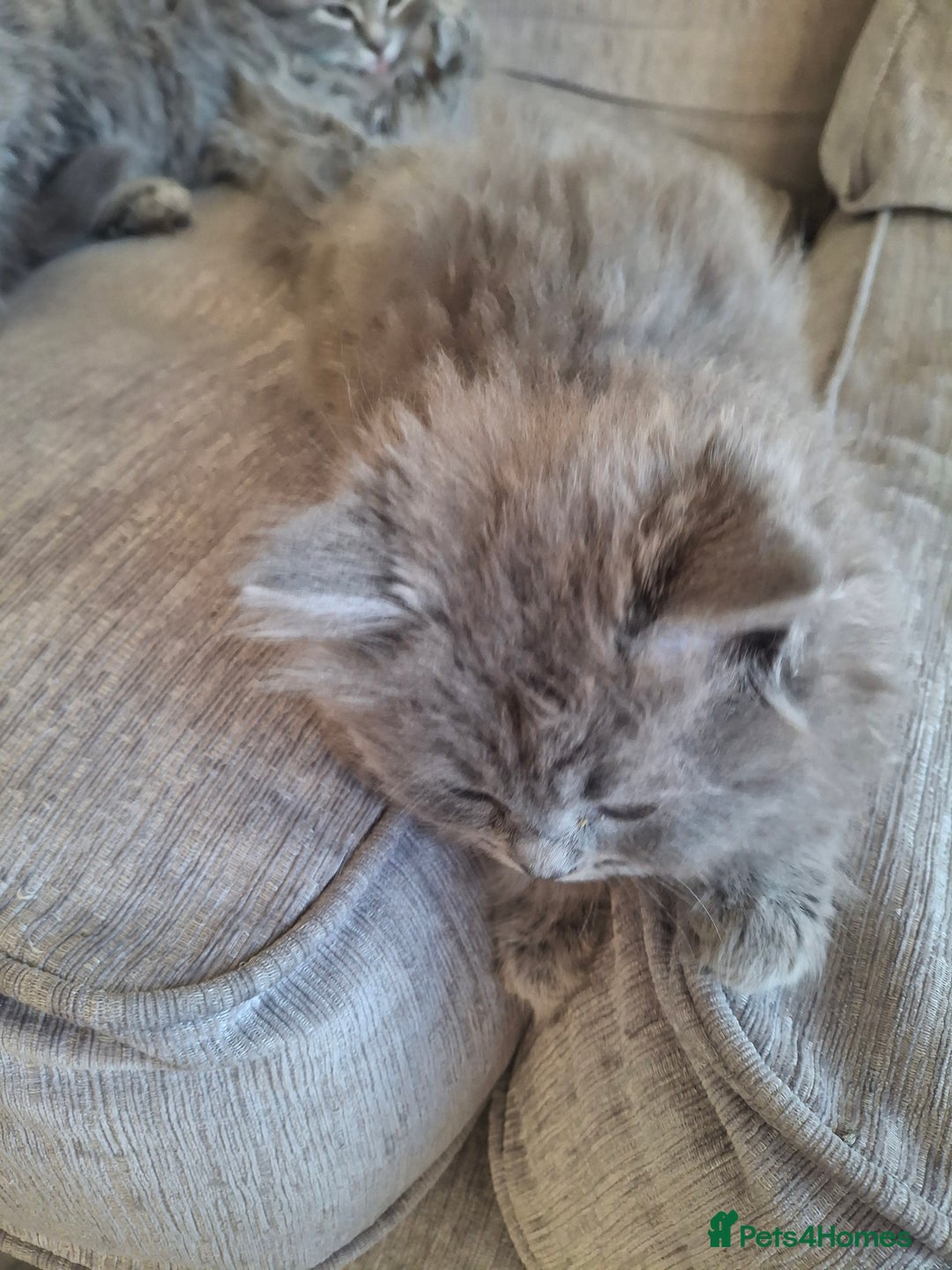 British Longhair cats for sale: 5 x beautiful BLH kittens for sale - Advert 16