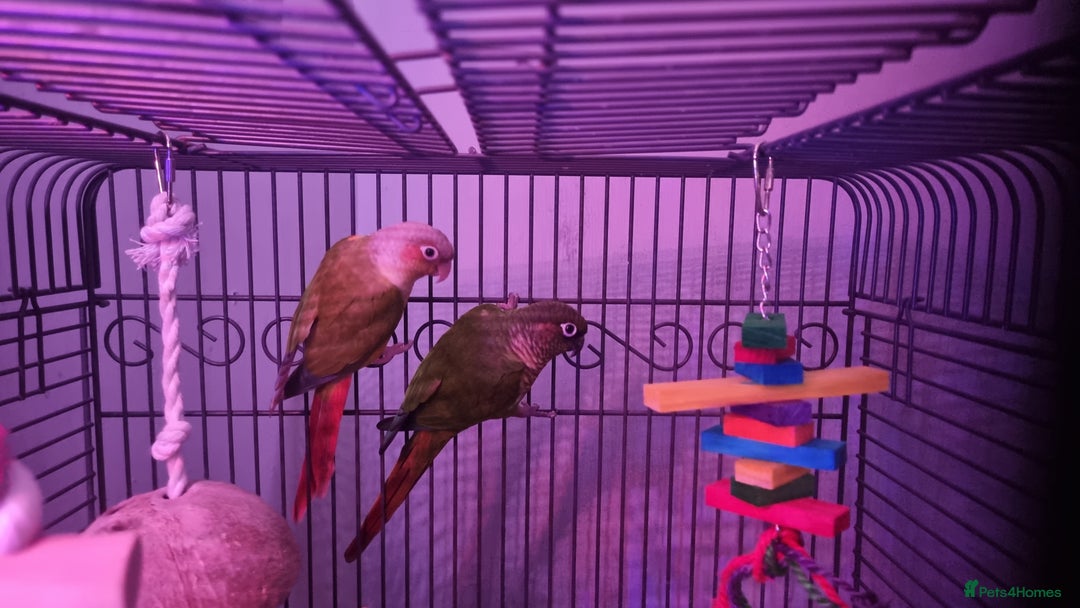 Conures birds for sale: 2 conures  - Advert 2