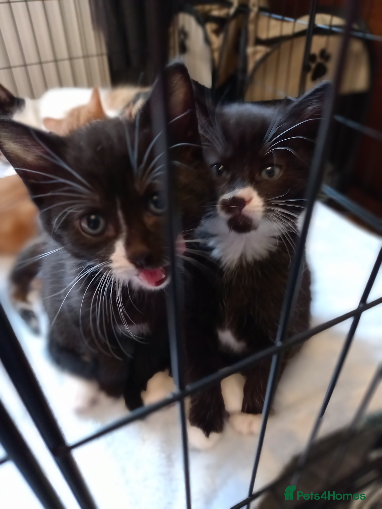 Mixed Breed cats 3 kittens left for sale - Advert 1