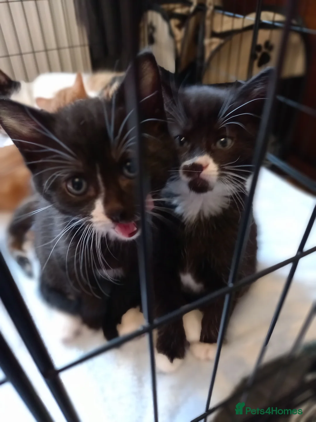 Mixed Breed cats for sale: 3 kittens left for sale - Advert 1