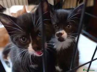 Mixed Breed cats 3 kittens left for sale - Advert 5