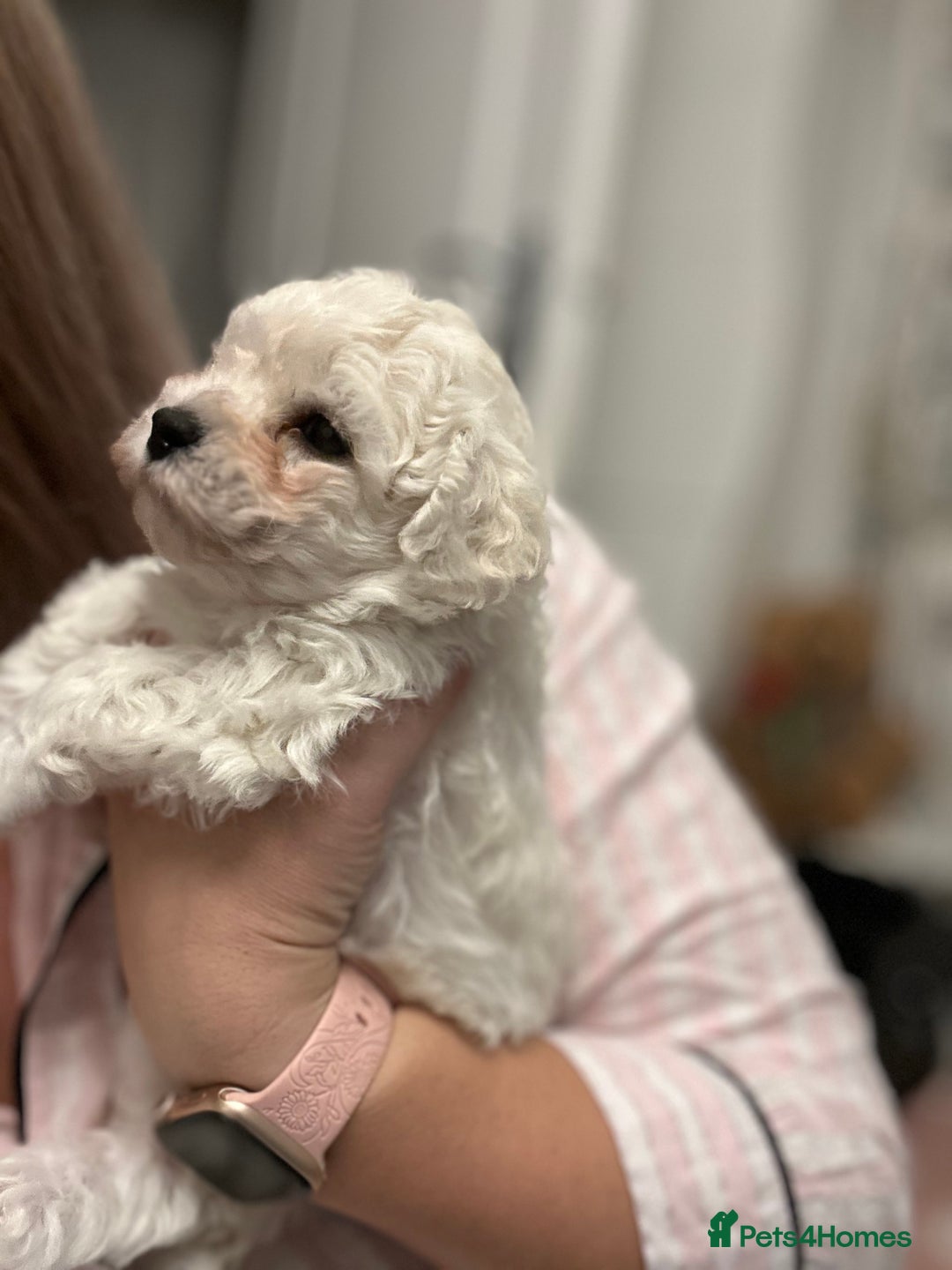 Bichon Frise dogs for sale: ✨ Bichon Frisé Puppies from Champion Bloodlines ✨ - Advert 21