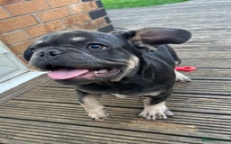 French Bulldog dogs for sale: French puppies new shade fluffy  in Warrington - Image 5