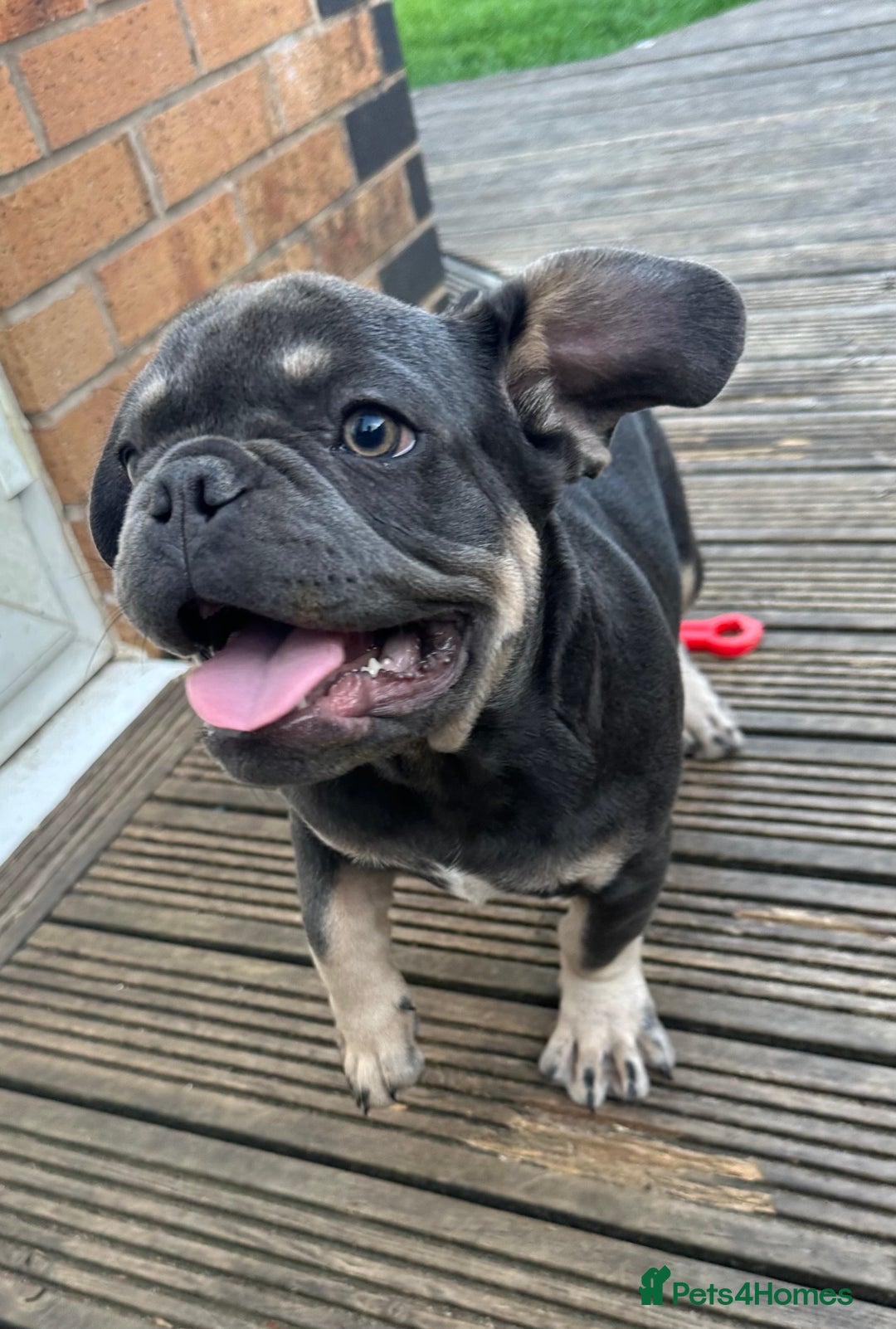 French Bulldog dogs for sale: French puppies new shade fluffy  in Warrington - Image 5