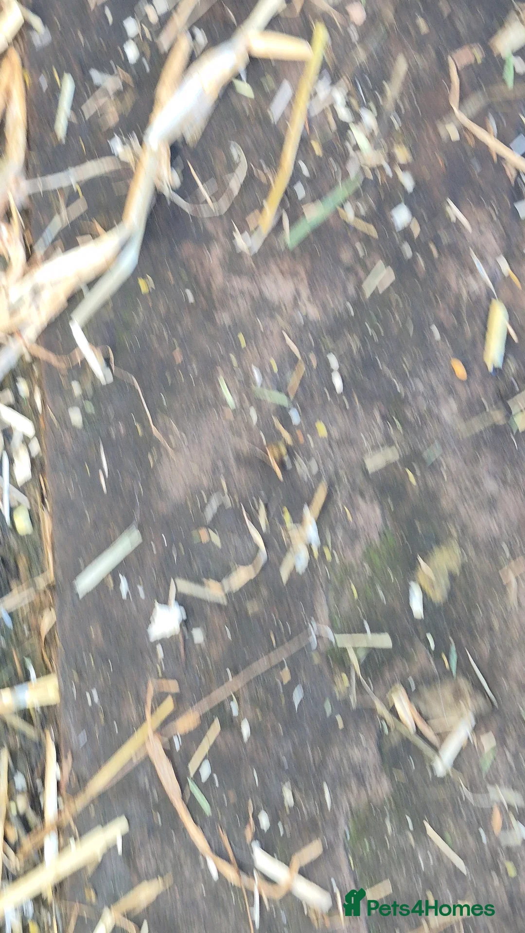 Mixed Breed rabbits for sale: Bonded pair of male rabbits - Advert 3