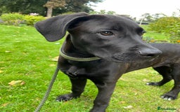 Mixed Breed dogs for sale: our lovely jack - Advert 4