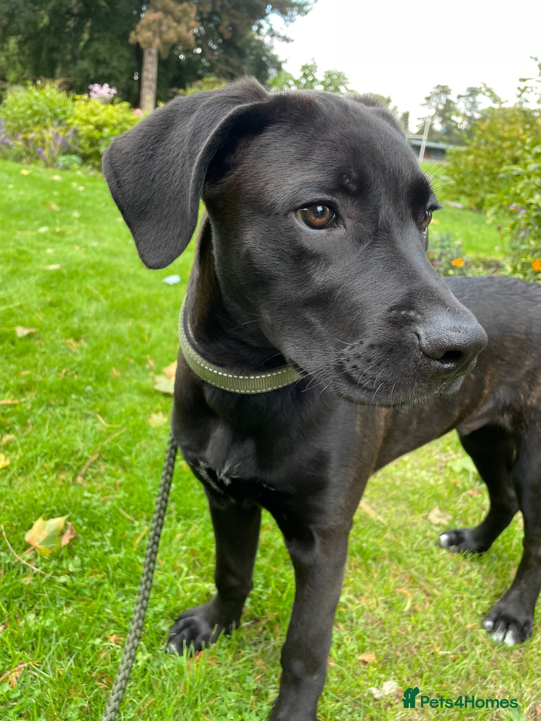 Mixed Breed dogs for sale: our lovely jack - Advert 4