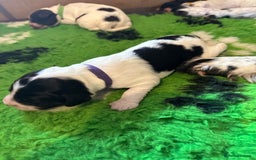 Sprocker dogs for sale: SPROCKER PUPPIES FOR SALE - Image 5