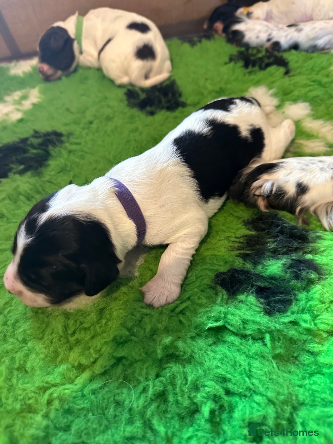 Sprocker dogs for sale: SPROCKER PUPPIES FOR SALE - Image 5