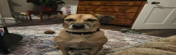 Mixed Breed dogs for sale: Nikita - mixed breed in Ipswich - Advert 1