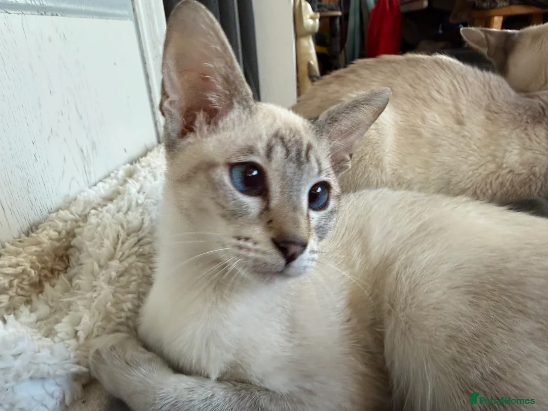 Siamese cats for sale: Siamese kitten  - Advert 1