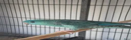 Parakeets birds for sale: Lineolated Parakeet breeding pairs for sale - Advert 13